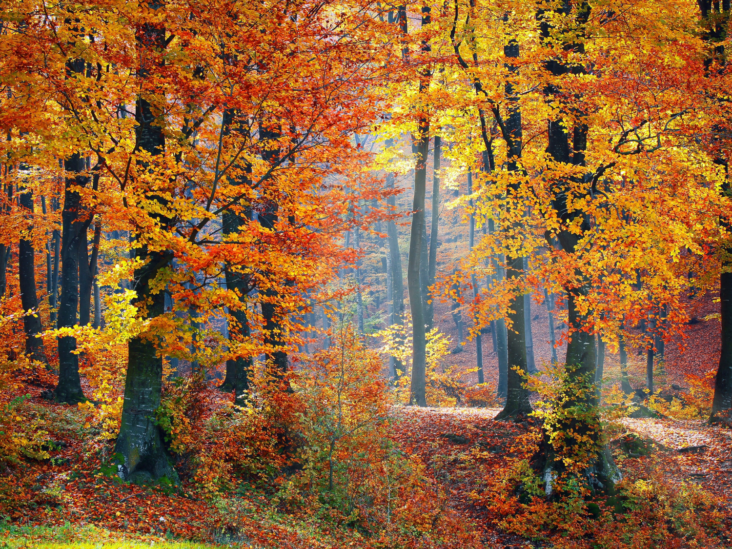 Herbst Waldlandschaft